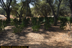 Calaveras County Sheriff’s Office Marijuana Team September 14-16th, 2021