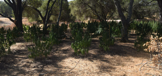 Calaveras County Sheriff’s Office Marijuana Team September 14-16th, 2021