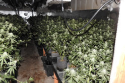4 Million Dollar Marijuana Grow Operation