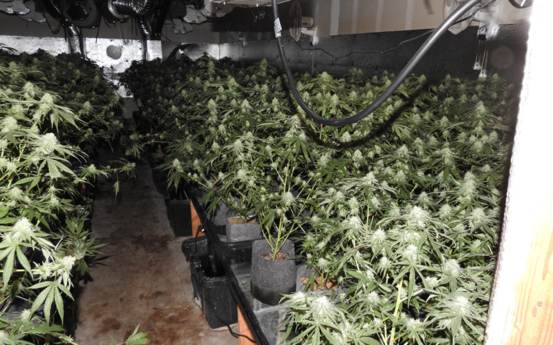 4 Million Dollar Marijuana Grow Operation