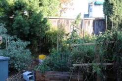 Arrest for Illegal Marijuana Grow Operation