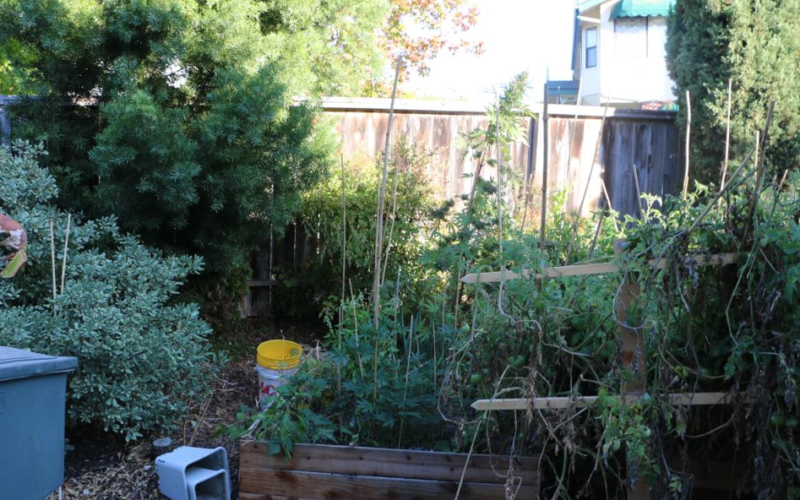 Arrest for Illegal Marijuana Grow Operation