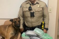 TCSO K9 Deputy Sniffs Out Drugs During Traffic Stop
