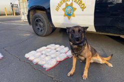 CHICKEN NUGGETS, COFFEE, AND METH?