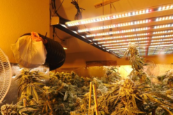 Calaveras County Sheriff’s Office Marijuana Team December 28th, 2021