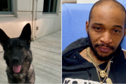 Wanted Felon Captured by K9 Miko