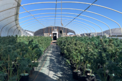 Operation Hammer Strike, Week 23: 31 Suspects Arrested as Investigators Eradicate Another 424 Greenhouses