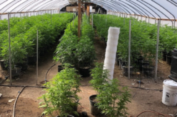 13 arrested for illegal marijuana grow