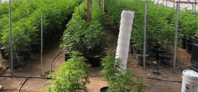 13 arrested for illegal marijuana grow
