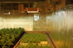 Calaveras County Sheriff’s Office Marijuana Team March 16 thru March 18th, 2022