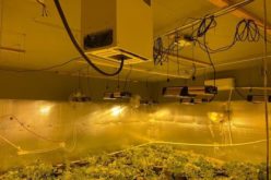 Fairfield Police dismantle unsafe and illegal marijuana grow operations
