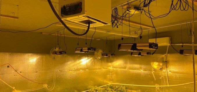 Fairfield Police dismantle unsafe and illegal marijuana grow operations