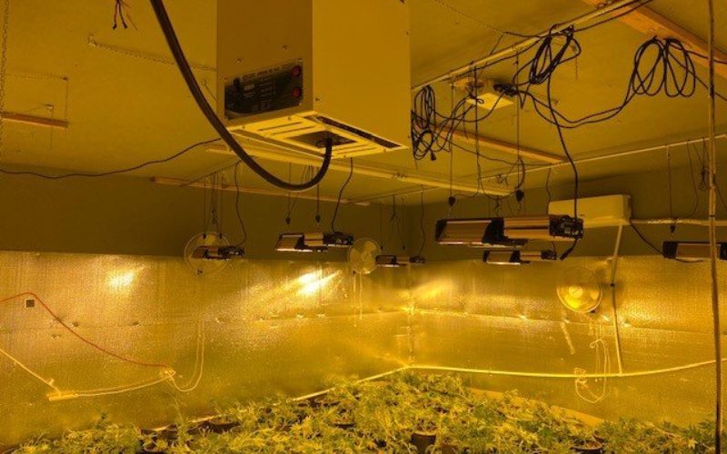 Fairfield Police dismantle unsafe and illegal marijuana grow operations