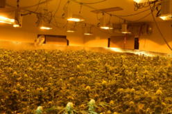 Calaveras County Sheriff’s Office Marijuana Team January 31st thru March 9th 2022