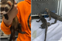 Five arrested with stolen property and exotic animals