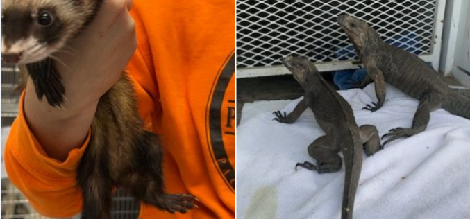 Five arrested with stolen property and exotic animals