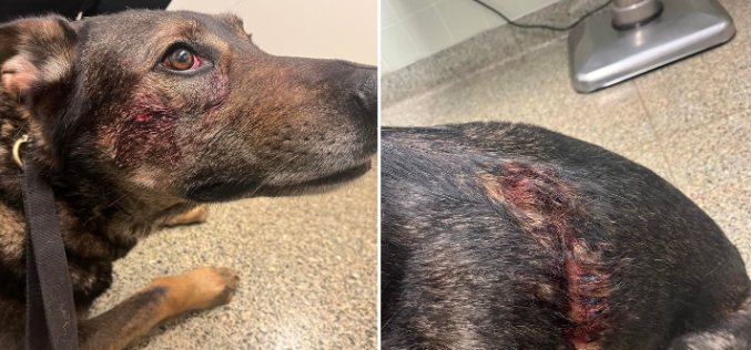 K9 Cort bitten and stabbed by crazed suspect