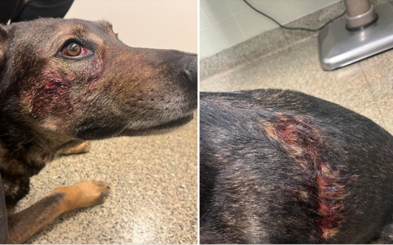 K9 Cort bitten and stabbed by crazed suspect