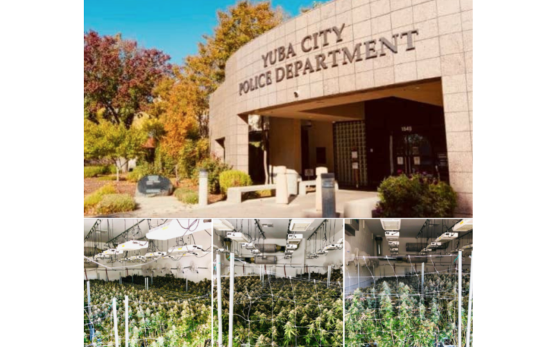 Yuba-Sutter narcotic and gang task force busts illegal marijuana grow