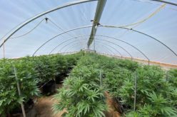 Six Search Warrants  Eradicated Illegal, Unregulated Toxic Marijuana Cultivation