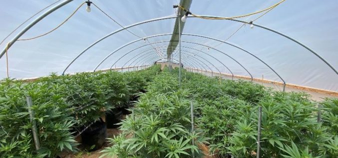 Six Search Warrants  Eradicated Illegal, Unregulated Toxic Marijuana Cultivation