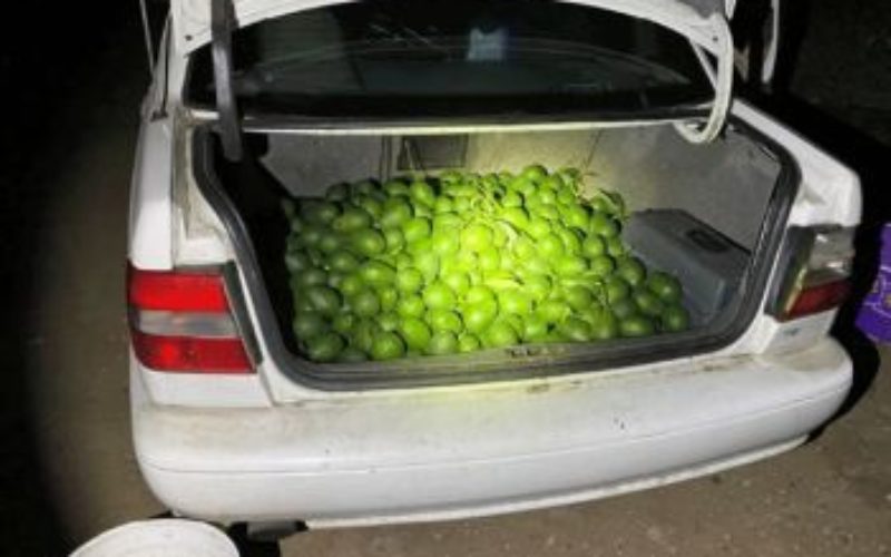 Arrested for Grand Theft of Fruit