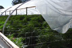 Calaveras County Sheriff’s Office Marijuana Team April 20th, 2022