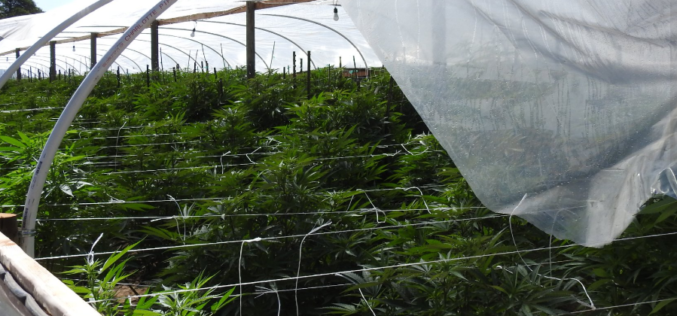 Calaveras County Sheriff’s Office Marijuana Team April 20th, 2022