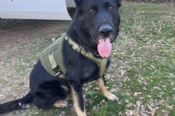 Pair arested for mail theft, paraphernalia