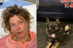 Violent Felon Apprehended by Police K-9 After Fleeing