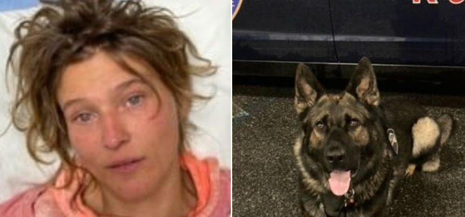 Violent Felon Apprehended by Police K-9 After Fleeing
