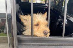 Tool Thief Busted, But Fido is Safe