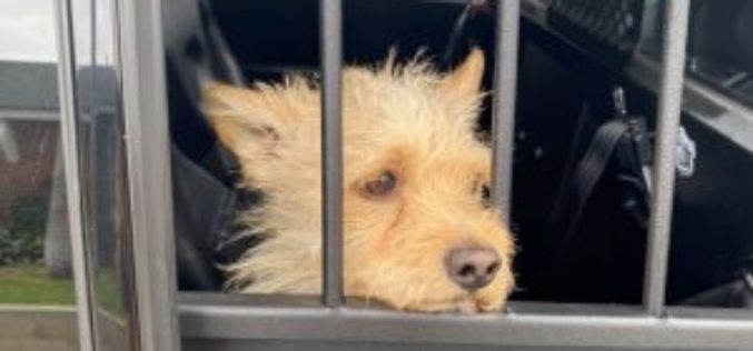 Tool Thief Busted, But Fido is Safe