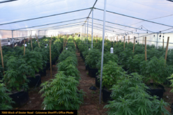 Calaveras County authorities dismantle ten illegal marijuana grow operations