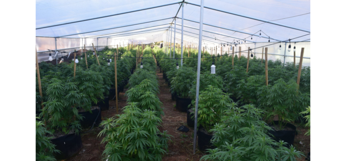 Calaveras County authorities dismantle ten illegal marijuana grow operations