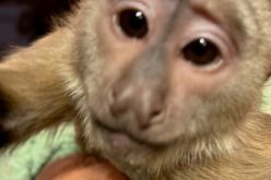 Capuchin Monkey Calls 911 From Zoo
