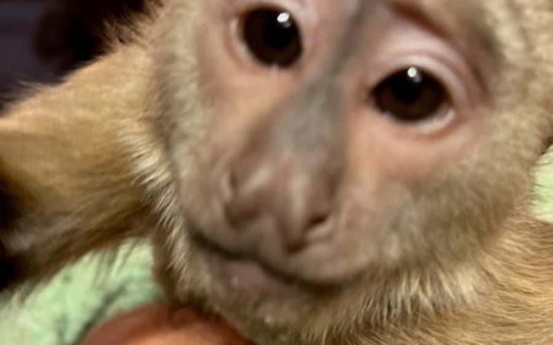Capuchin Monkey Calls 911 From Zoo