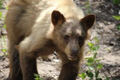 Bear news at Mammoth Lake