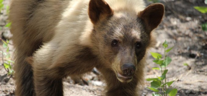 Bear news at Mammoth Lake