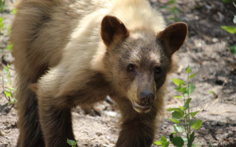 Bear news at Mammoth Lake