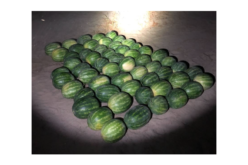 Suspects Arrested for Allegedly Stealing 57 Watermelons