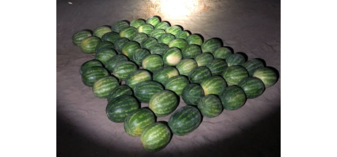 Suspects Arrested for Allegedly Stealing 57 Watermelons