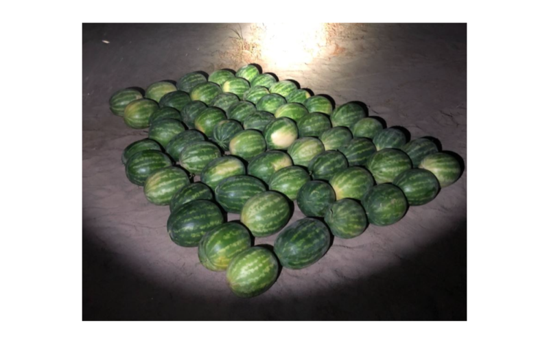 Suspects Arrested for Allegedly Stealing 57 Watermelons