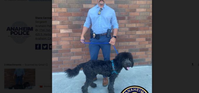 Suspect in Viral Video of Man Punching and Kicking Dog Arrested