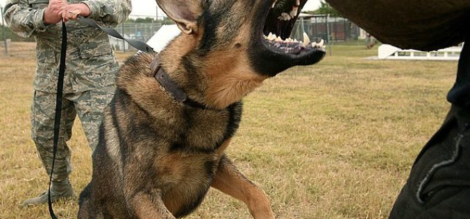 Man Arrested for Dog Attacks on Pedestrians near San Rafael Transit Center