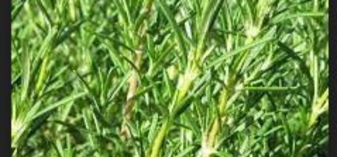 Farm Watch” Yields Arrest for Stealing Rosemary Plants
