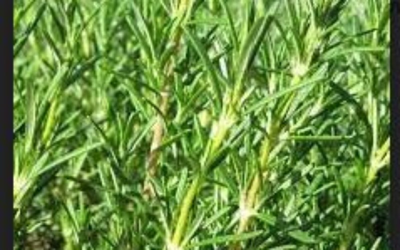 Farm Watch” Yields Arrest for Stealing Rosemary Plants