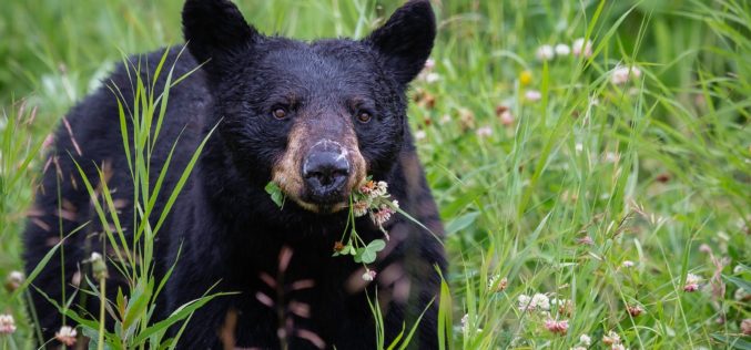 Man arrested for allegedly killing black bear in Mammoth Lakes