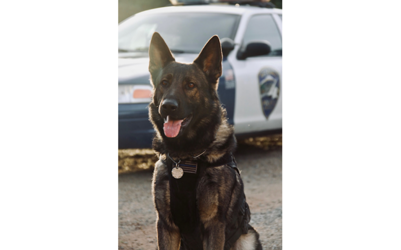 Redding Police: K9 Officer Otto Makes Two Arrests in 24 Hours