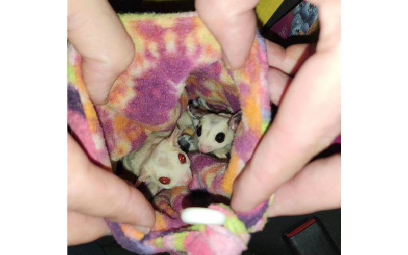 CHP Officers Reportedly Find Two Sugar Gliders in DUI Suspect’s Vehicle